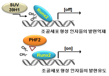 PHF2에 의해 조골세포의 분화가 촉진되는 기전