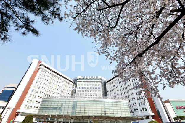 벚꽃도 사랑하는 서울대학교병원