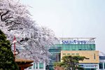 벚꽃과 어울어진 암병원