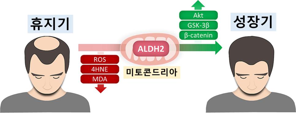 [병원뉴스]서울대병원, ALDH2 활성화로 새로운 <!HS>탈모<!HE> 치료 기전 규명