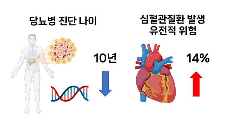 당뇨병 진단 10년 빠를수록 심혈관질환 유전적 위험 14%↑