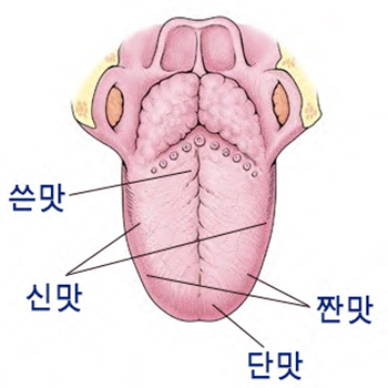 <사진; 혀의 맛을 느끼는 부분>