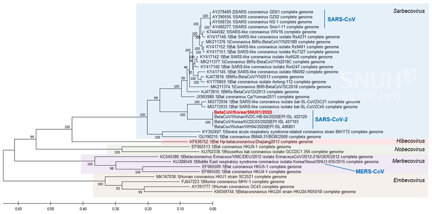 그림 3. 신종 코로나바이러스 한국 분리주 유전자 계통. 연구진은 이번 연구결과 분리된 바이러스를 ’BetaCoV/Korea/SNU01/2020’(그림 내 빨간색)으로 명명했다. (서울대병원 감염내과 제공)