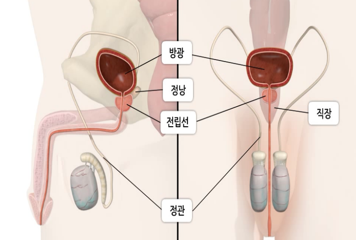 전립선의 해부학적 구조