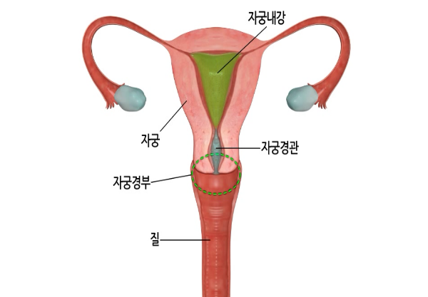 자궁경부의 해부학적 구조