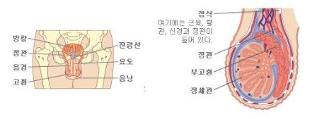 고환암