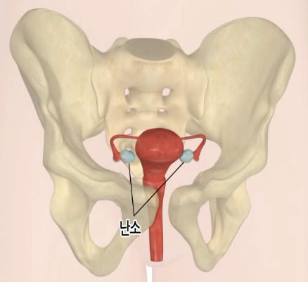 난소