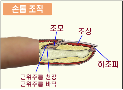 손톱조직 설명 그림