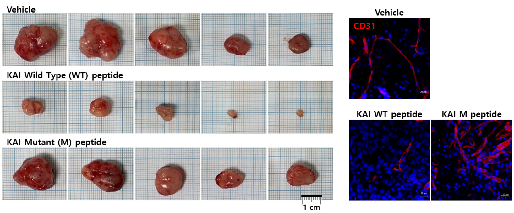 그림 2) 마우스 종양 모델에서의 카이-원 펩타이드의 항암 효과. 카이 펩타이드를 처리하면 종양 혈관 신생이 억제되어 암의 크기를 줄일 수 있음. 대조군인 변이 펩타이드는 치료효과가 없음.