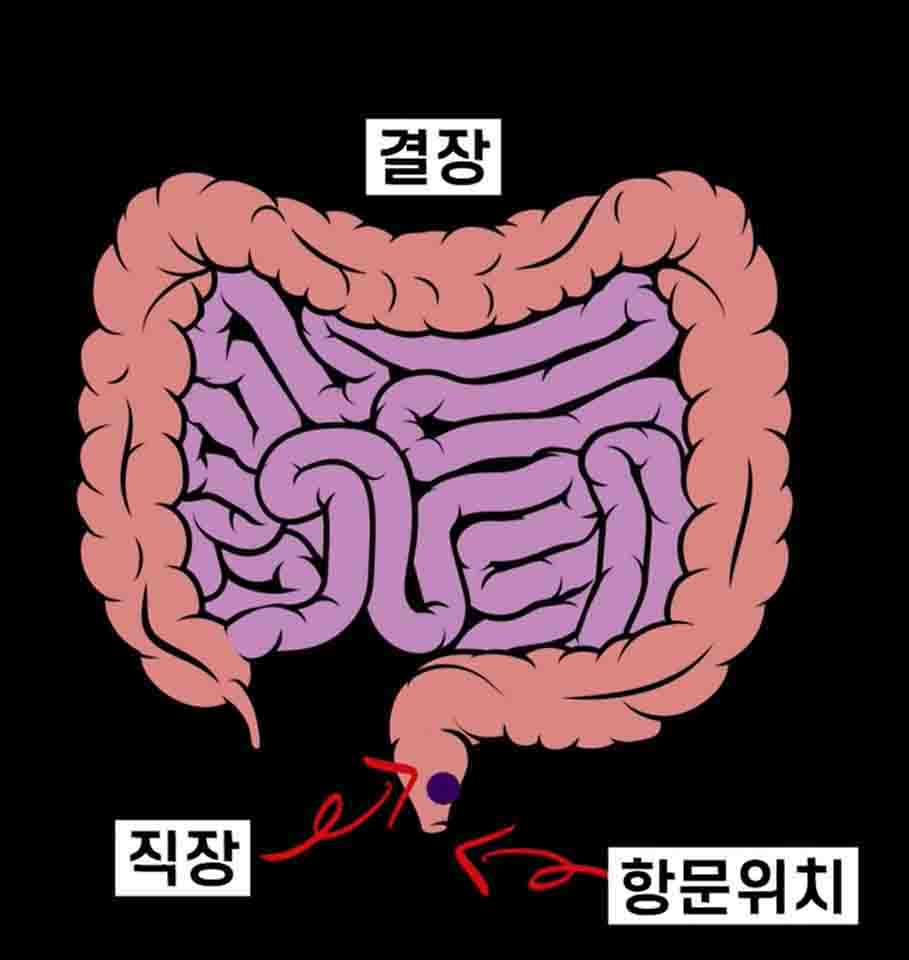 [그림] 대장 모식도