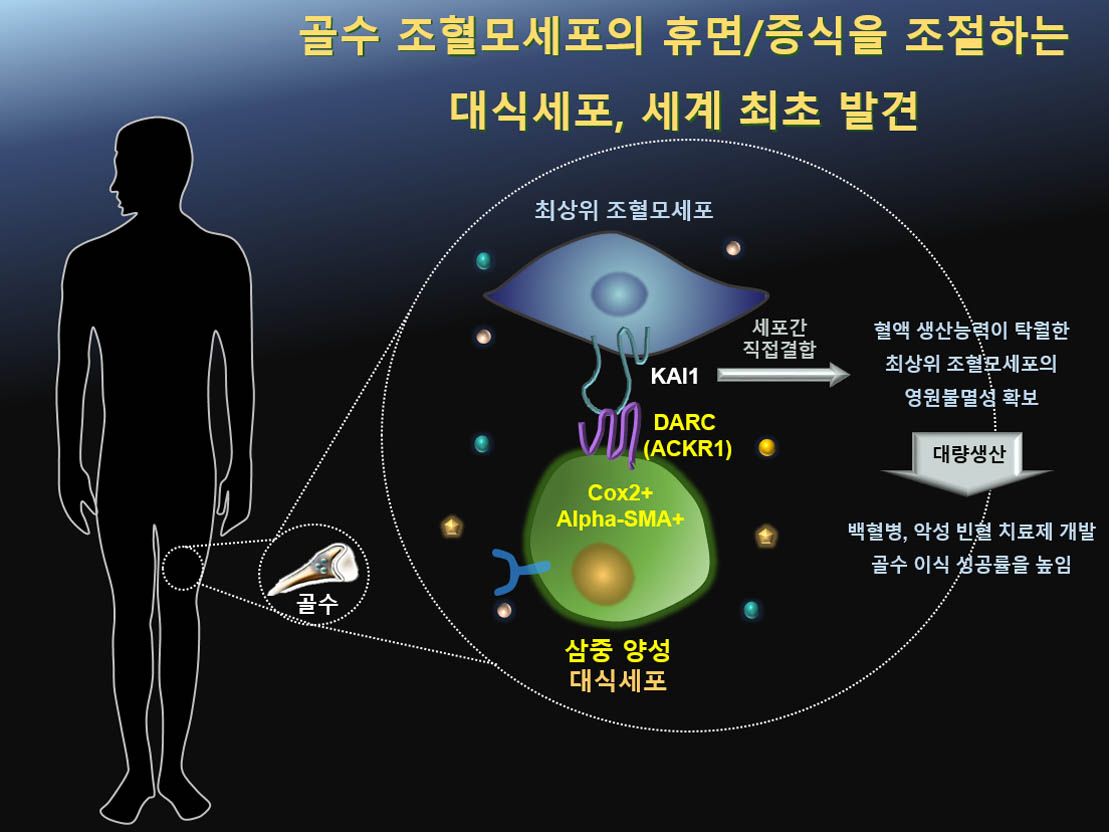 국내 연구진이 골수 조혈모세포의 휴면·증식 조절하는 대식세포를 세계 최초로 발견했다. 국내 연구진이 골수 조혈모세포의 휴면·증식 조절하는 대식세포를 세계 최초로 발견했다.