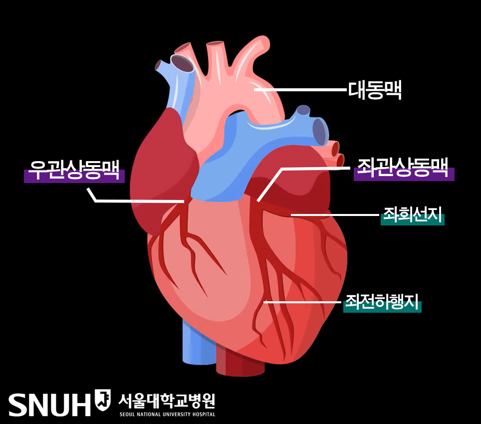 심장 구조 그림