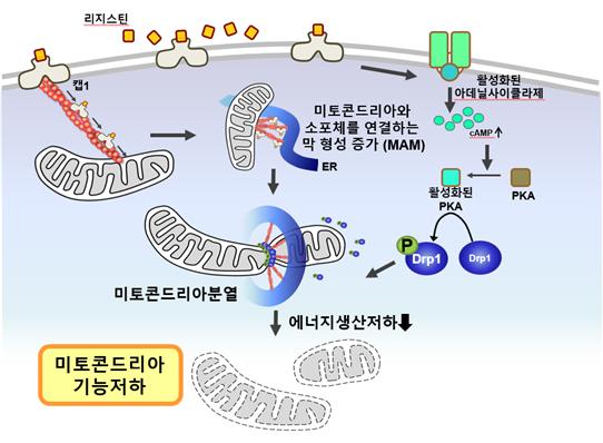 연구 결과를 모식도로 정리한 그림