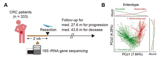 A. 333명의 대장암 환자 수술 전 분변에 대한 16S rRNA 유전자 시퀀싱과 추적 관찰. B. 장내 미생물 군집의 표현형. 박테로이데스와 프리보텔라 타입으로 구분됨.