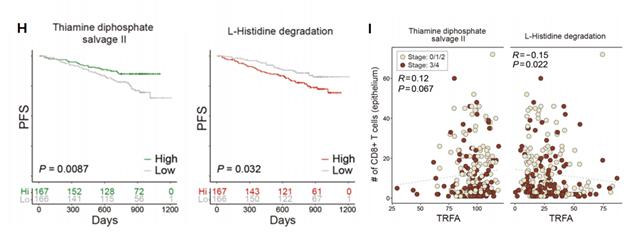 . 대장암 예후 관련 새로운 장내 미생물(Thiamine, L-Histidine) 대사 경로와 무진행 생존율 추이. I. 새로운 미생물 기반 바이오마커와 대장 상피층 내 세포사멸 CD8+ T세포의 상관성. 