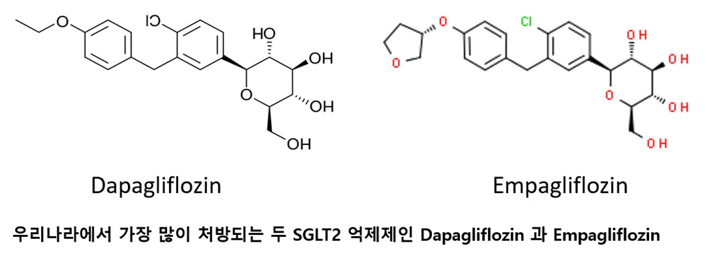 우리나라에서 가장 많이 처방되는 두 SGLT2 억제제인 Dapagliflozin과 Empaglifozin