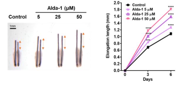 인간 모낭 기관배양 모델에서 ALDH2 활성화제(Alda-1) 처리 후 성장한 머리카락의 길이 비교