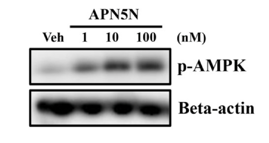 [이미지1] APN5N 농도가 높아질수록 AMPK의 인산화 수준도 높아지는 것으로 나타남.