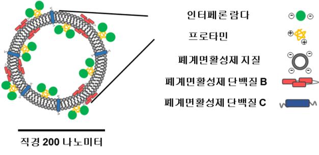 [그림1]인테페론 람다가 탑재된 폐계면활성제 나노입자 치료제 특성