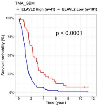 ELAVL2 단백질 발현 수준과 환자 생존율 간의 상관관계. 