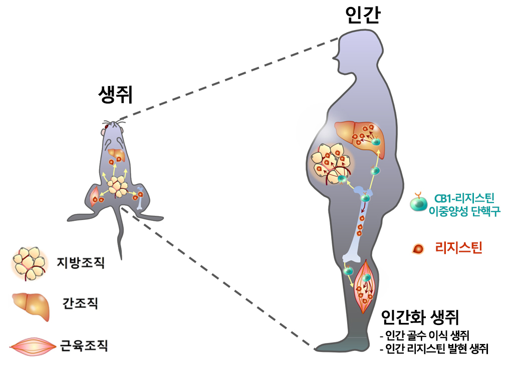 생쥐와 인간의 리지스틴 생리 차이