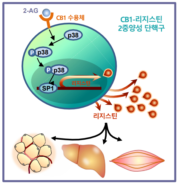 CB1-리지스틴 2중-양성 단핵구 해부도