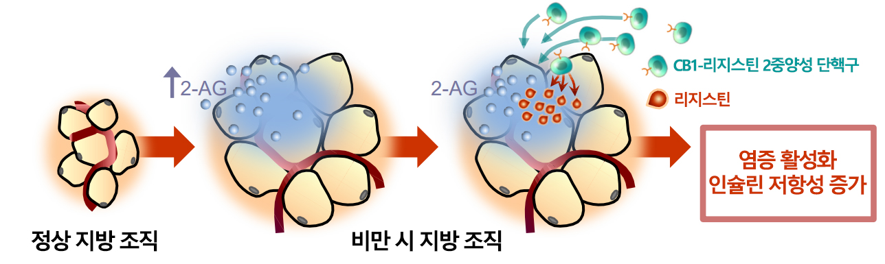 정상 지방조직 및 비만 지방조직의 차이