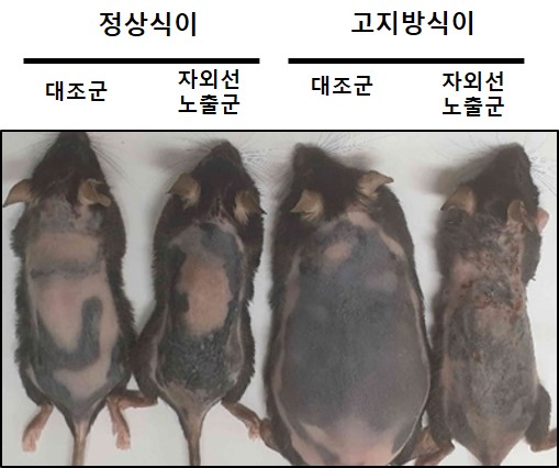 자외선 노출군 및 대조군 마우스 크기 비교