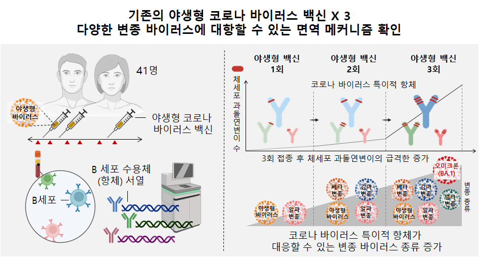 기존 야생형 코로나 바이러스 백신x3다양한 변종 바이러스에 대항할 수 있는 면역 매커니즘 확인