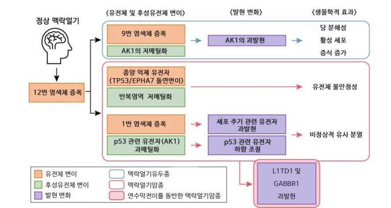 [이미지1] 맥락얼기유두종 및 맥락얼기암종의 유전학적/후성유전학적 차이점 연구 결과 요약