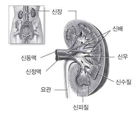 신장 단면도