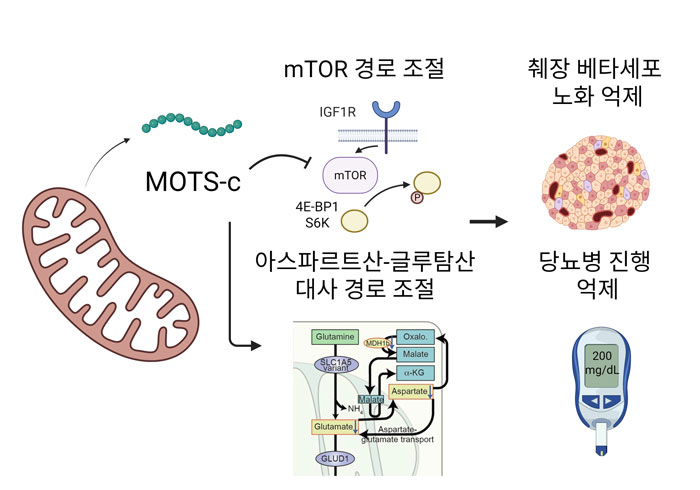 [그림2] MOTS-c가 mTOR 및 아스파르트산–글루탐산 대사 경로를 조절해 췌장 베타세포 노화를 억제하고, 인슐린 기능을 보존함으로써 당뇨병 진행을 늦추는 기전 모식도
