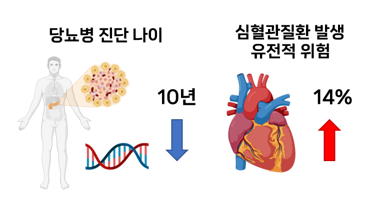 [병원뉴스]당뇨병 진단 10년 빠를수록 심혈관질환 유전적 위험 14%↑