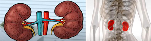 [병원뉴스][SNUH 건강톡톡] '침묵의 병'만성콩팥병