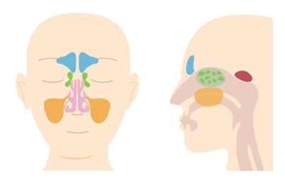 [그림1] 부비동 내부 구조 (출처: 게티이미지뱅크)