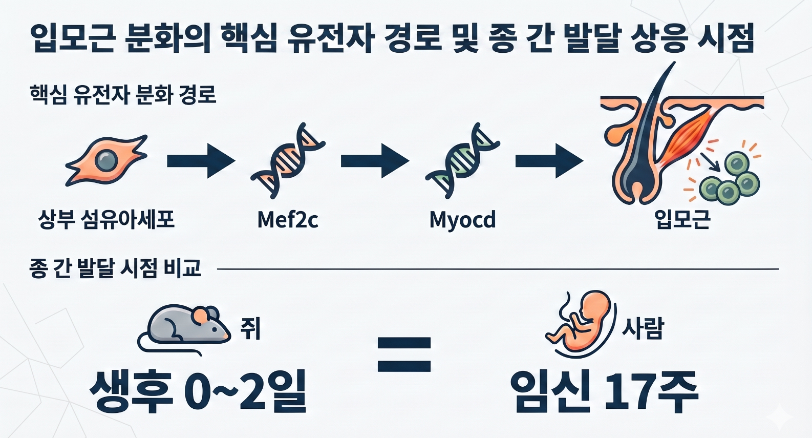 [그림2] 입모근 분화의 핵심 유전자 경로 및 종 간 발달 상응 시점