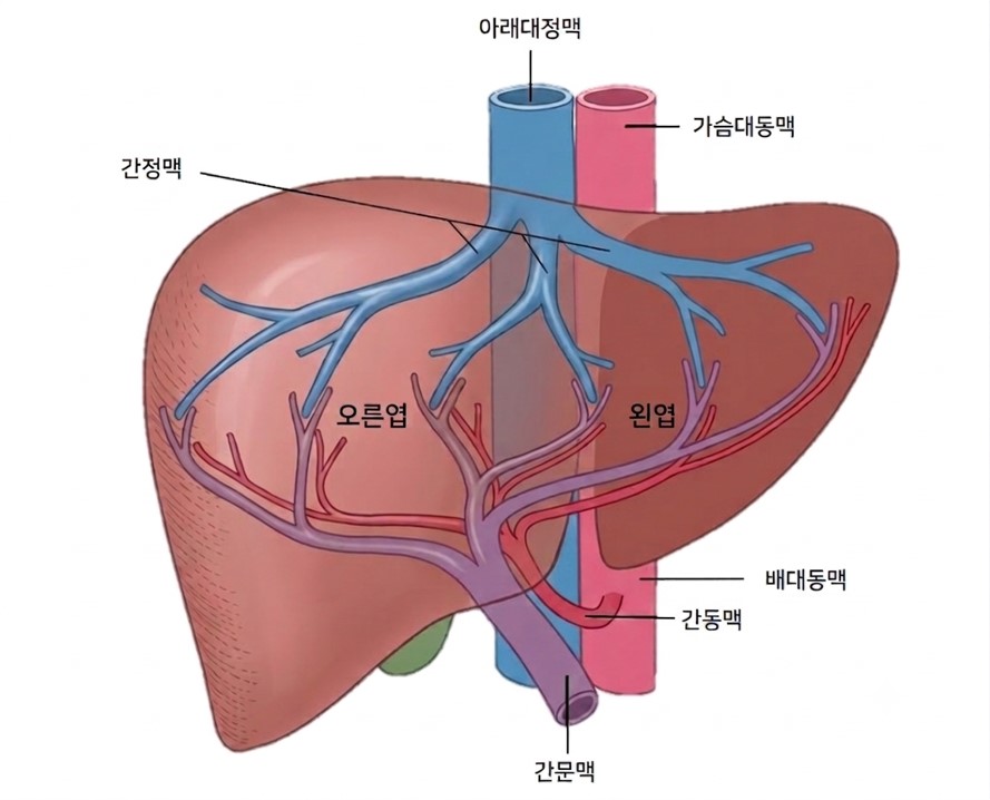 [이미지] 간 구조