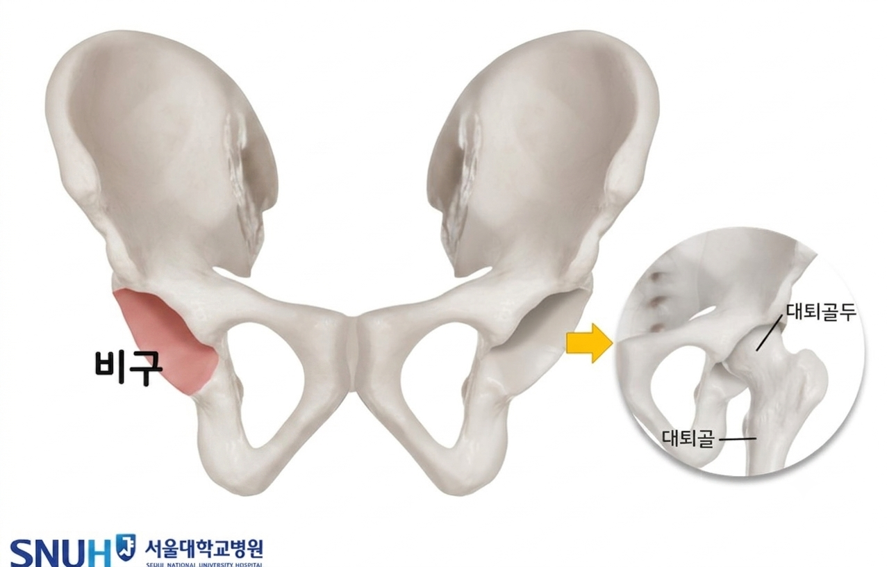 [이미지] 골반뼈 구조