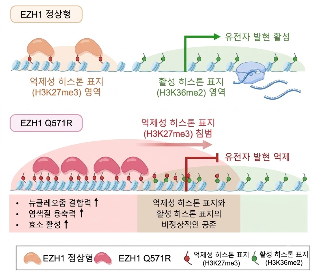 [그림] EZH1과 EZH1 Q571R 돌연변이의 작동 기전