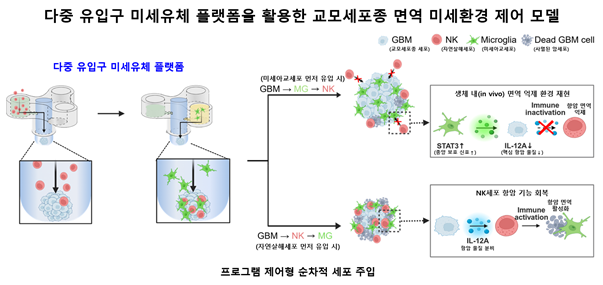 다중 유입구 미세유체 플랫폼을 이용한 면역세포 주입 순서 제어 결과 다중 유입구 미세유체 플랫폼을 이용한 면역세포 주입 순서 제어 결과