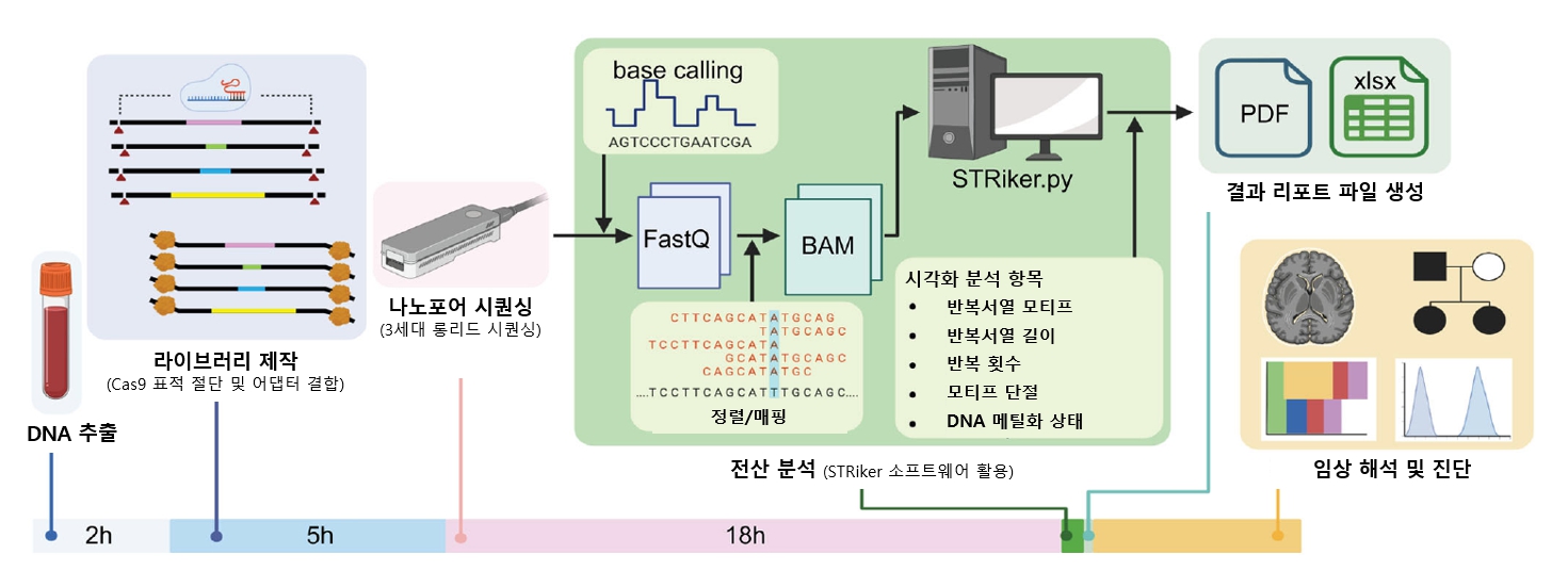 [그림1] nCATS&ndash;STRiker 기반 반복서열 확장질환 진단 워크플로우