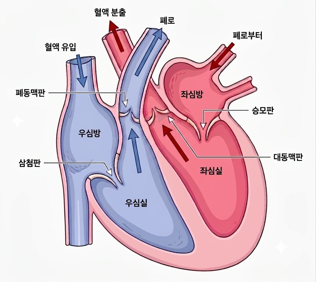 [이미지2] 심장 판막 구조