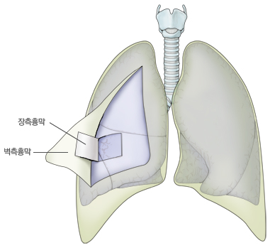 흉막의 구조