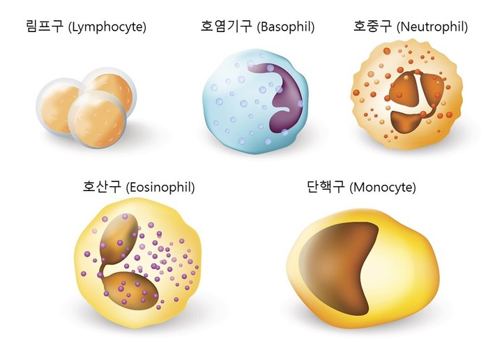 백혈구의 종류
