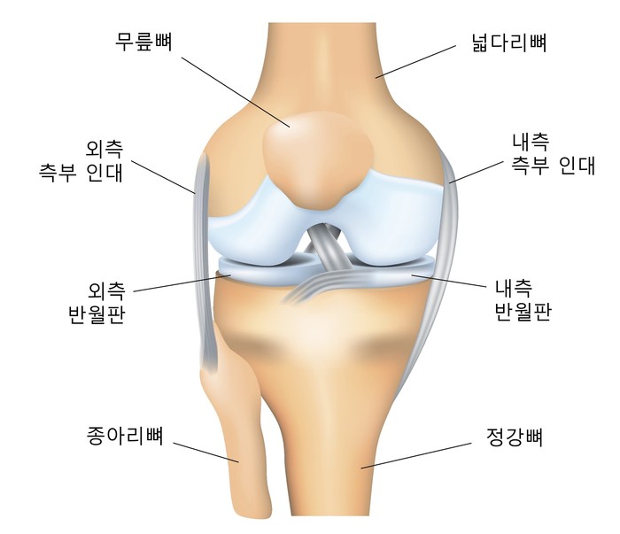 내측측부인대