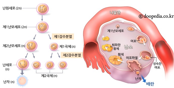 배란 시기의 자궁내막 및 난포 초음파 영상