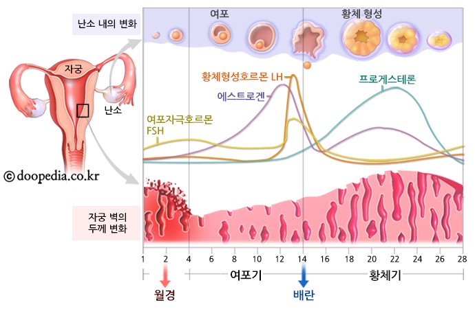 난소에서 난성숙과 배란과정