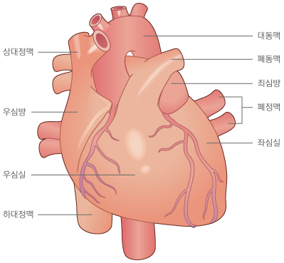 심장과 대혈관