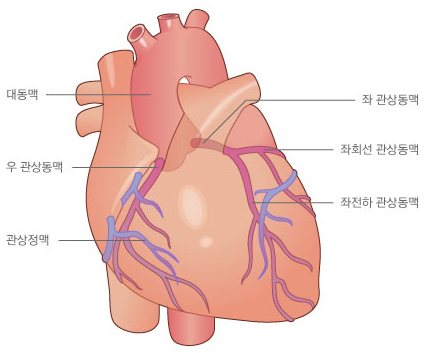 심장의 관상동맥