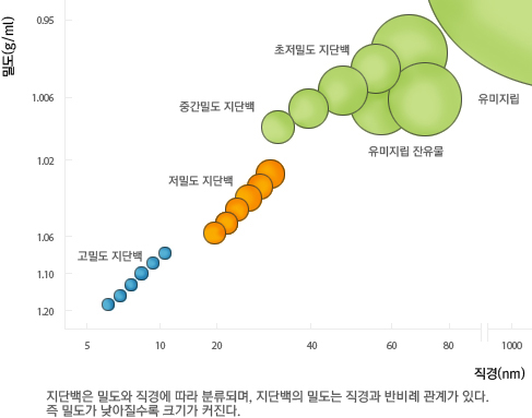 주요 지단백의 종류에 따른 밀도와 직경의 분포도